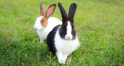 Rabbit Awareness Week goes virtual